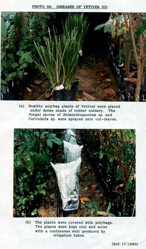 Helminthosporium rostratum