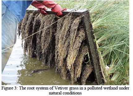 Chrysopogon Zizanioides Aka Vetiver Grass An Incredible Plant With A Wide Range Of Properties For Land Soil And Water Plants Herbalism Plant Species