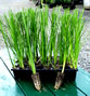Vetiver slips from Puerto Rico being sold on Ebay.