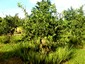 Fruit tree surrounded by vetiver.