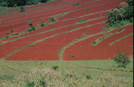 Ethiopia erosion control