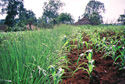 Ethiopian Erosion control