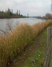 river bank stabilization