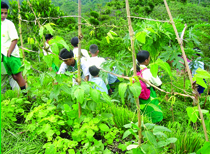 A community works together to create a vetiver supported vegetable garden.