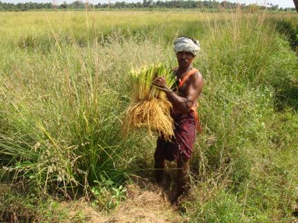 Vetiver oil farm in India.