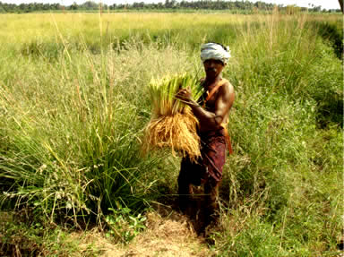 Vetiver oil farm in India.