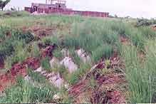 Vetiver roots in soil (left and middle) and in water (right)