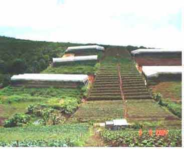 Green-house slope stabilization in Vietnam