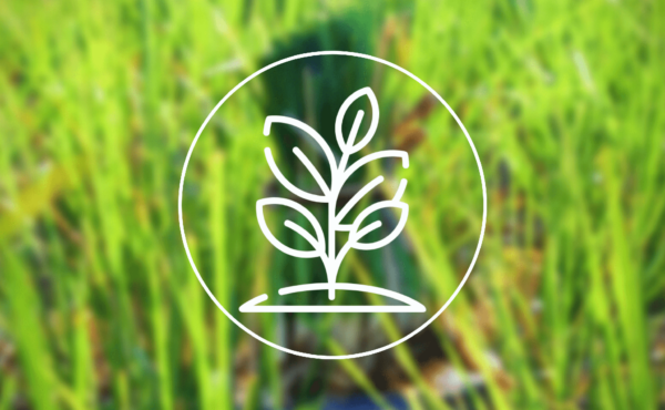 The Plant