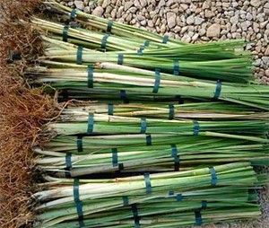 Vetiver Grass — Drylands Farming Company