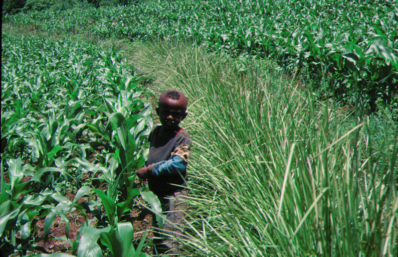 Plant Live Vetiver EROSION CONTROL