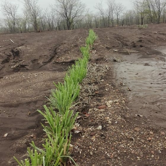 Plant Live Vetiver EROSION CONTROL