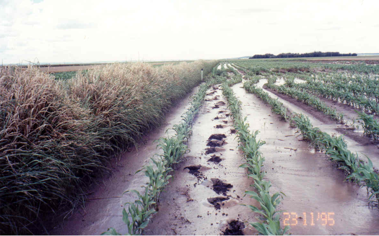 Plant Live Vetiver EROSION CONTROL