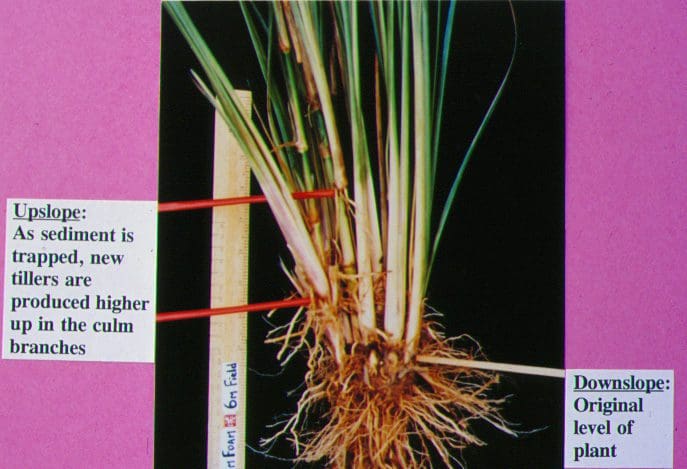 Vetiver Grass Technology - The Vetiver Network International