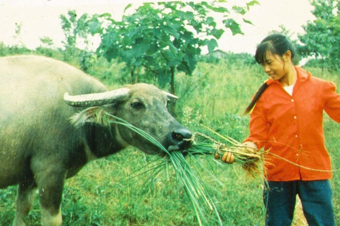 vetiver fed to buffalo