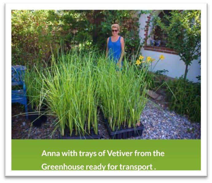 It's Vetiver Grass Season - Reserve Yours While Supplies Last! - Aquabio  Environmental Technologies, Inc.