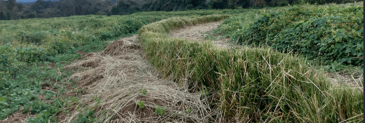 The Vetiver Network International