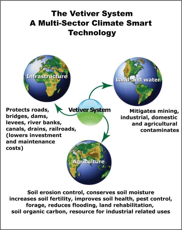 Mulch - The Vetiver Network International